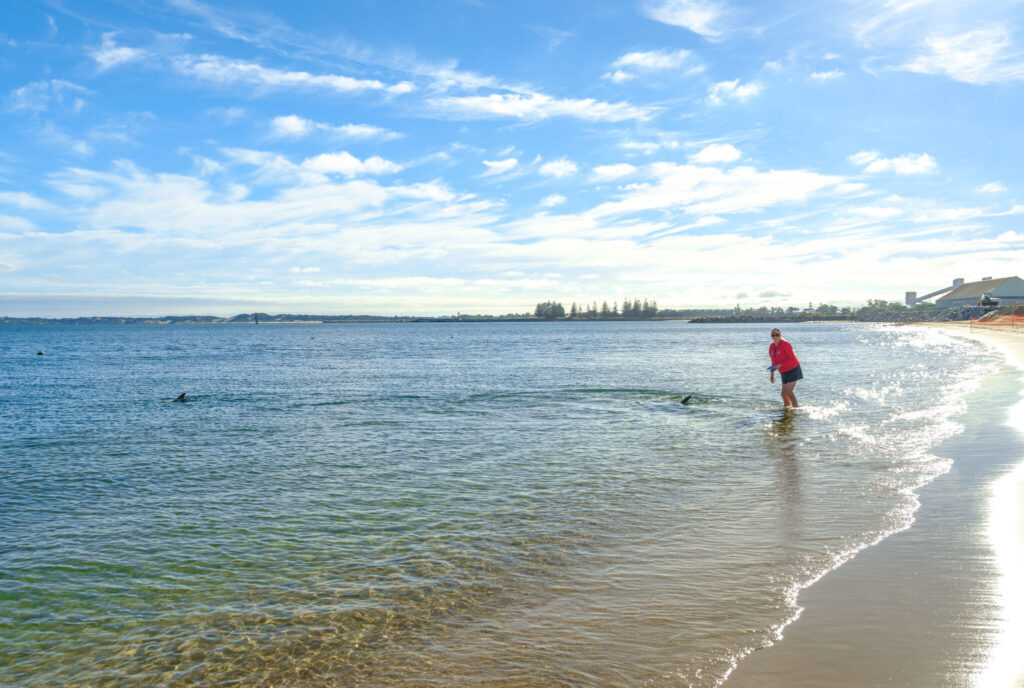 Dolphins swimming near Koombana Bay