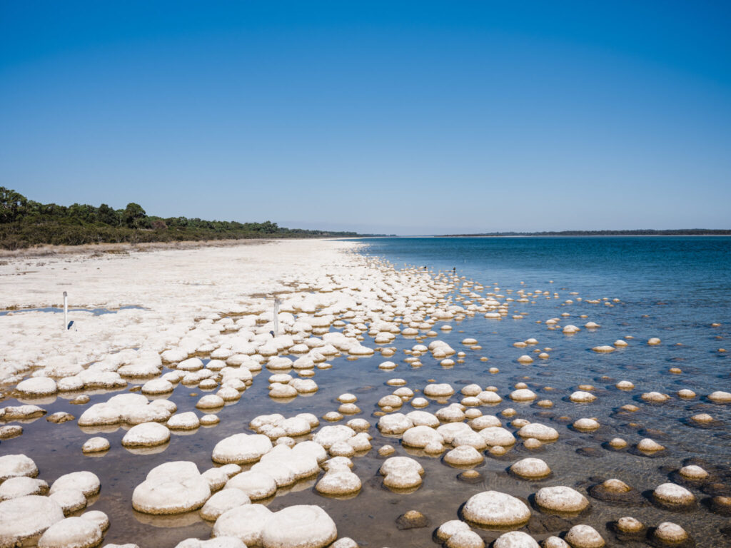 Photo of Living rock-like structures known as thrombolites have formed on the edges of Lake Clifton, and can be viewed from a boardwalk, near Mandurah